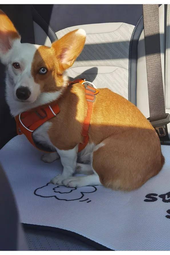 三人一狗最新爆料,揭秘娱乐圈背后的真实故事 第3张 三人一狗最新爆料,揭秘娱乐圈背后的真实故事 第3张